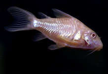 Pancierniček zlatopásy albín