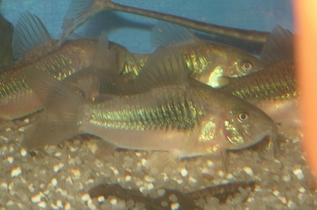 Pancierniček zelený