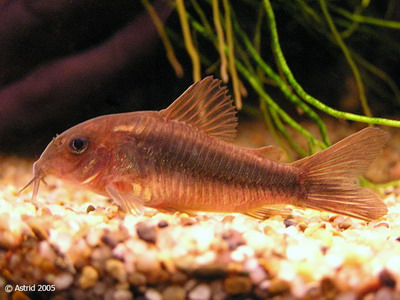 Pancierniček zlatopásy