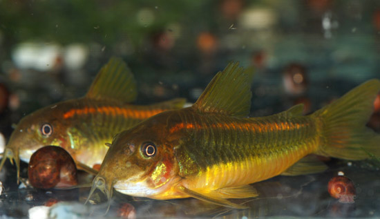 Corydoras aeneus gold strip orange