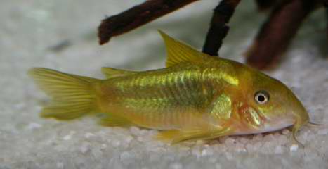 Corydoras aeneus green gold
