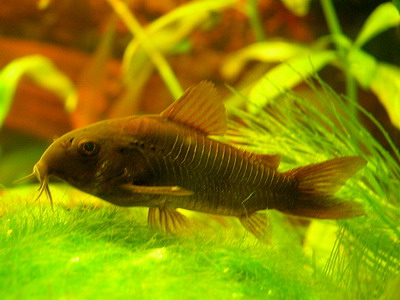 Corydoras aeneus sp. Venezuela