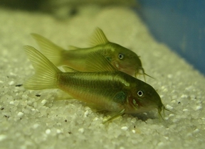 Corydoras aeneus var metallic green